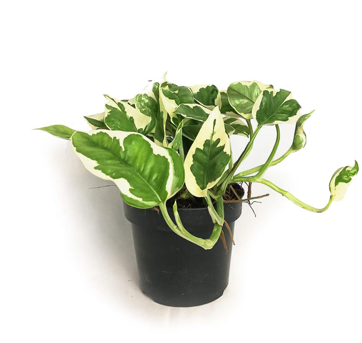 پتوس ارتشی کوچک گلدان 14